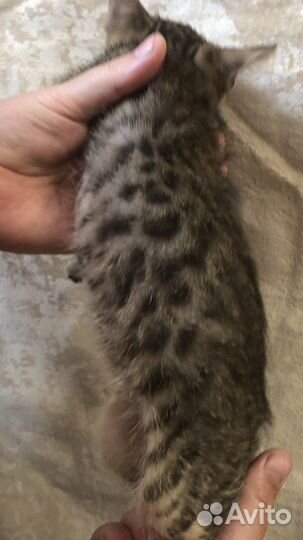 Бенгальские котята