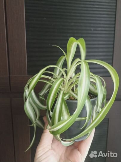 Хлоррофитум Бонни(кудрявый)хохлатый