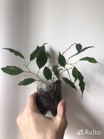 Фикус Бенджамина