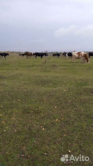 Творог, Домашняя деревенская молочная продукция