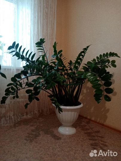 Замиокулькас