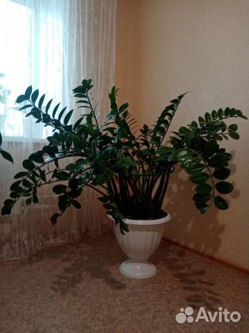 Замиокулькас