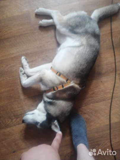 Передержка животных