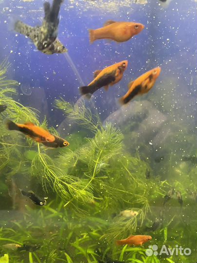 Аквариумные рыбки и корм Артемия и мотыль