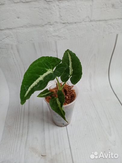 Сингониум, разные сорта