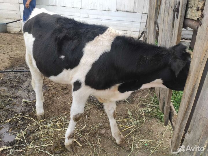 Продажа крс тёлка