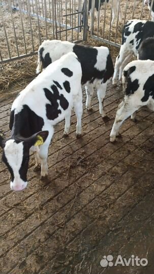 Телята и