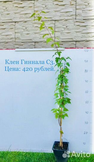 Декоративные деревья