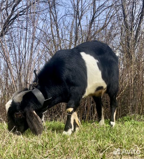 Вязка англо нубийский козел