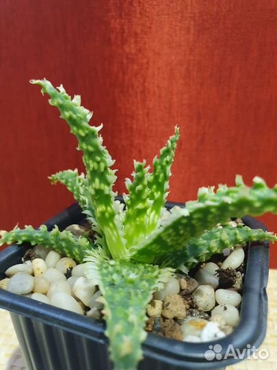 Алоэ Гибрид Таиланд