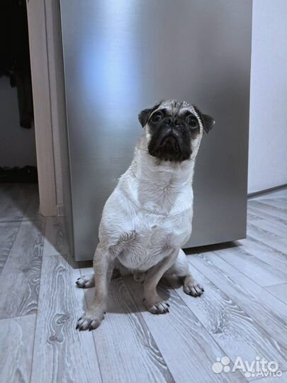 Мопс вязка мальчик