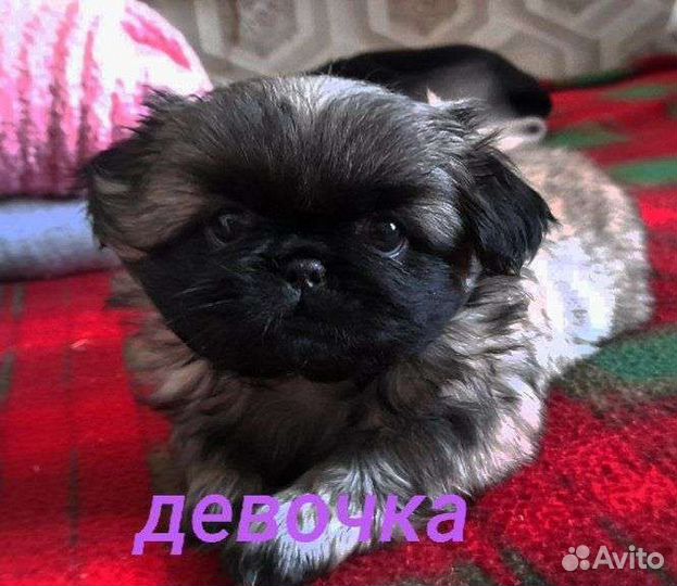 Щенки пекинеса