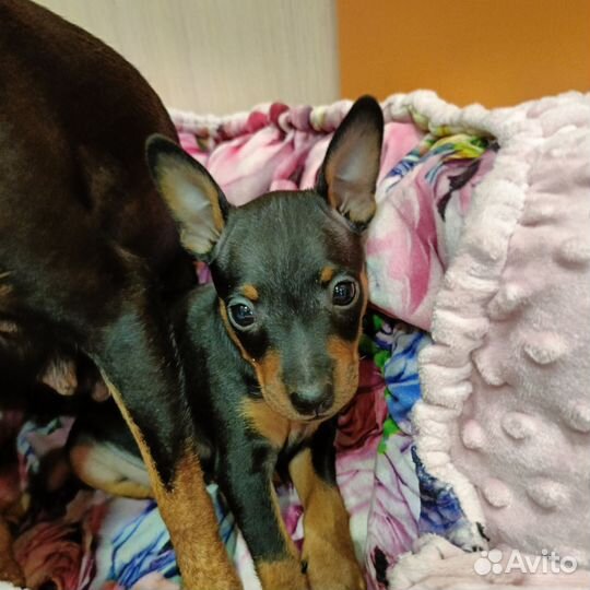 Цвергпинчер