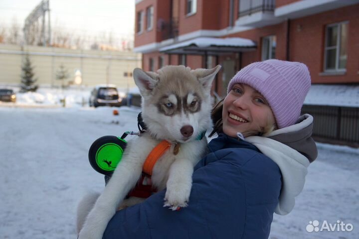 Передержка собак