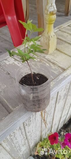 Клематис Тайга