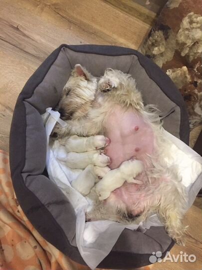 Кинолог, фитнес-тренер,передержка