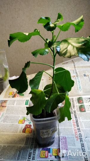 Гибискус изменчивый,Bold and Sassy,Sunrise и др