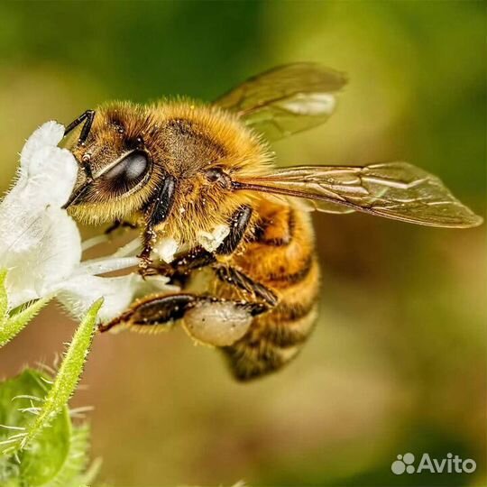 Пчелы и улья