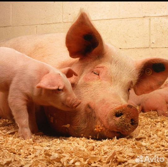 Поросята ландрас дюрок