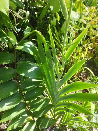 Беламканда