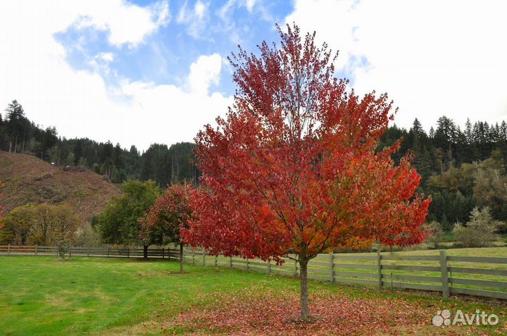 Клен Гиннала