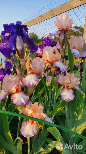 Ирисы бородатые