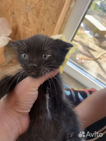 Котятки в добрые руки