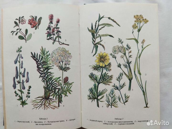 Лекарственные растения