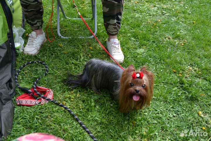 Йоркширский терьер девочка