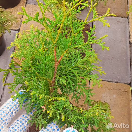 Туя Колумна 35см