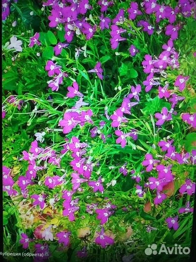 Почвопокровные растения