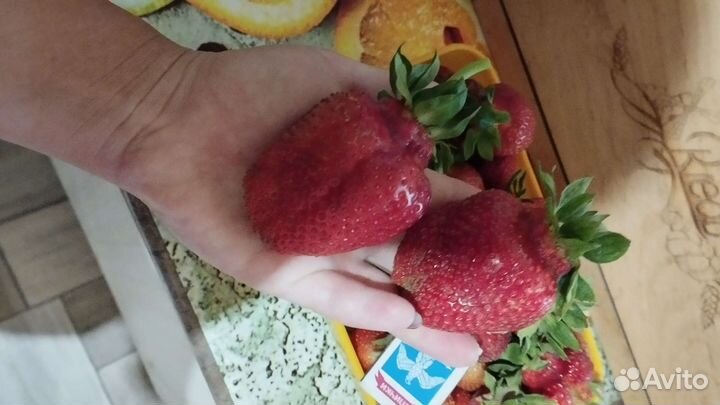 Рассада клубники