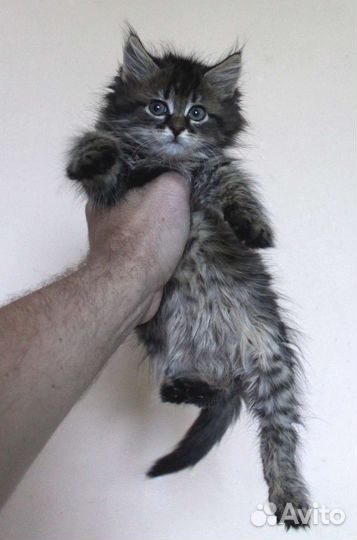 Котенок мальчик 2 мес