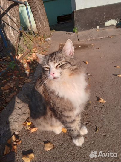 Кот Батон ищет дом