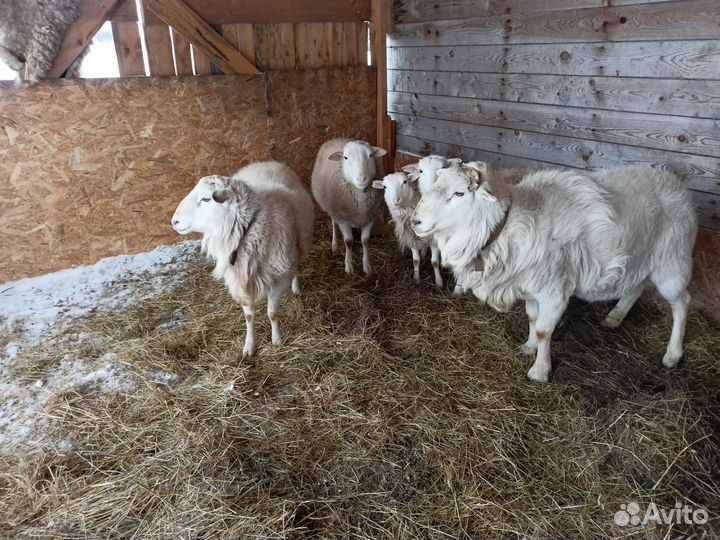 Овцы бараны