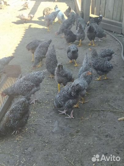 Куры молодки