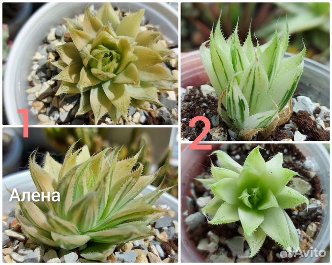 Хавортии вариегатные