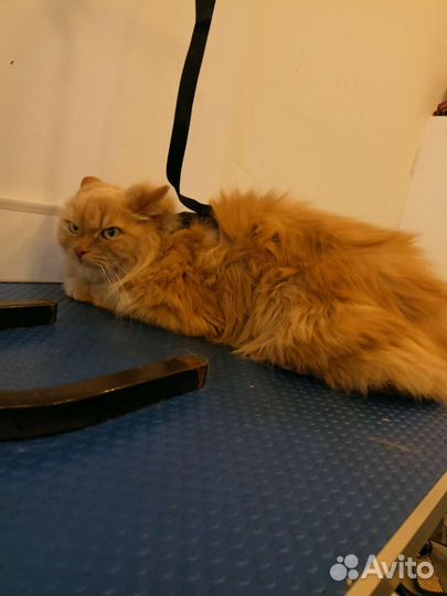 Груминг/Стрижка собак/Стрижка кошек