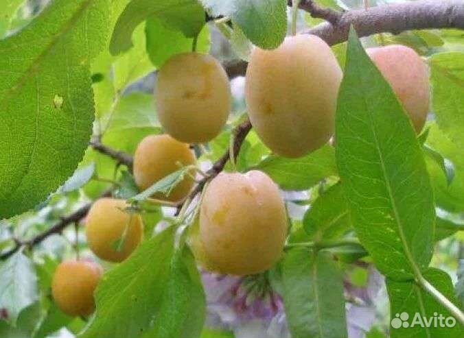 Саженцы сливы Утро и Волжская красавица