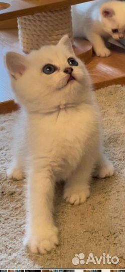 Британская серебристая шиншилла