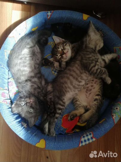 Котята в добрые руки бесплатно