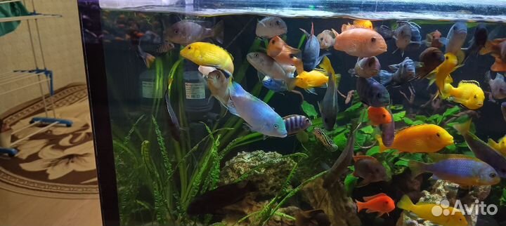 Малавийские цихлиды