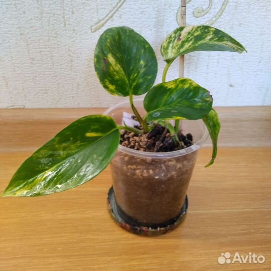 Комнатные цветы