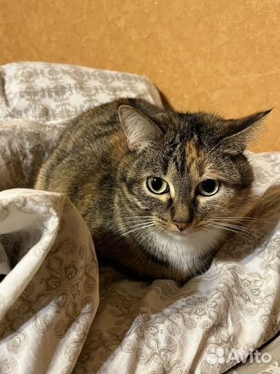 Трехцветная кошка