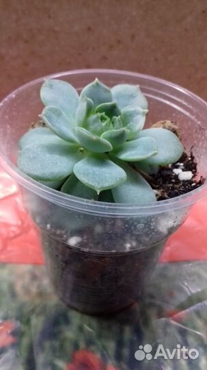 Суккуленты