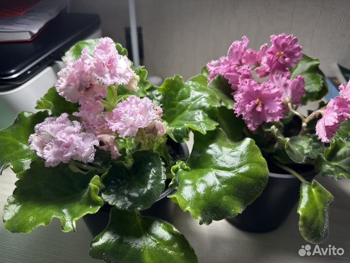 Комнатные цветы фиалки