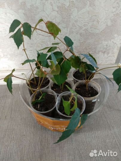 Много комнатных растений