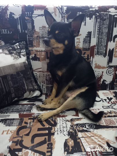 Мужчина на час