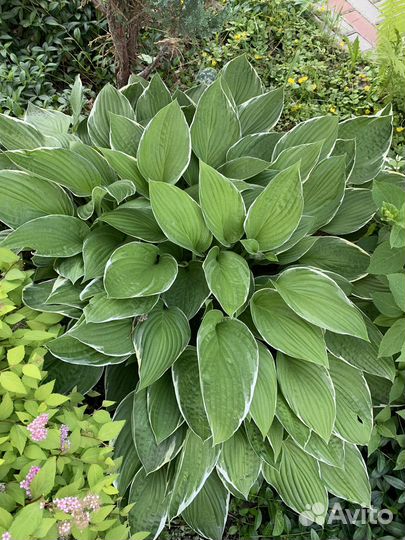 Хоста (разные сорта)