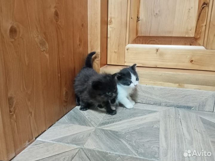 Котята в дар